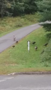 wild turkeys