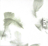 Pillow Paw Prints CD